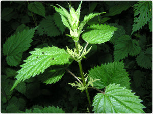 Stinging Nettle